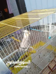  7 جوز ببغاء كوكتيل