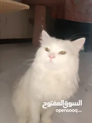  3 قط شيرازي ابيض