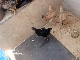 10 فراخ دجاج عدد 13 للبيع