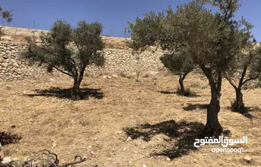  8 مزرعة للبيع في السلط