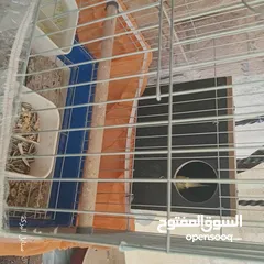  11 6 فراخ كوكتيل بحالة ممتازة يمكن بيعهم كامل ويمكن بالحبة للبيع ويوجد حبتين كوكتيل عمرهم شهرين