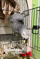  6 For Sale Trained African Grey Parrot