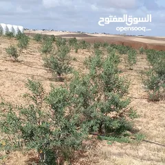  5 ارض للبيع  في الجميل أم رصاص    دنوم 8بسعر مغري