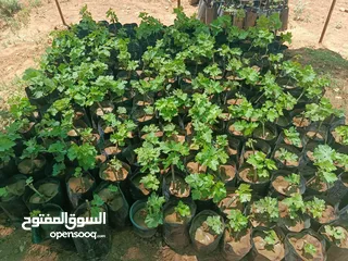  2 دوالي بلدي +اسود دراويشي +ماتور ماء 3/4ثلاثه ترباع ايطالي/ بدرلو/للبيع