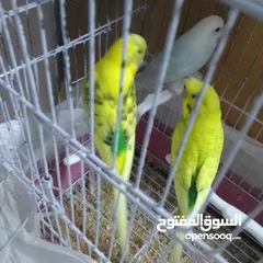  21 التواصل عبر واتس اب ببغاء كوكتيل  حجم كبير وعصافير حب مفتل و البينو وعادي عادي احجام كبيره