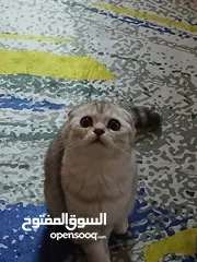  2 سكوتش فولد لعوب