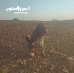  1 حمار غنم للبيع بسعر مميز كفاله