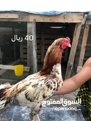  3 طيور باكستانيه للبيع اللون ميتا و ابيض