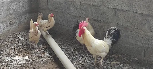  3 دجاج عربى بياض