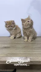  1 Himalayn Persian mix male and female 2 months old