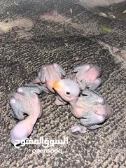  1 ببغا دره فراخ انتاج عندي شغل زق سعر الفرخ 30