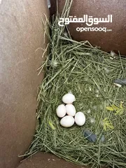  1 طيرين روز ذكر ونثى بياضات تحتهم 5 بيضات