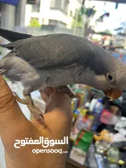  6 كويكر طفرة سينامون أليف راقص لعوب متكلم تابع الوصف للأهمية