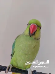  8 ببغاء درارة هندي ذكر كوكو عمر سنتين مطوق اليف جدا ما بعض نهائي لعوب بحب الاطفال