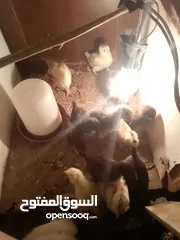  1 صيصان بلدي