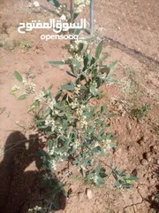  8 مزرعه للبيع مادبا لب