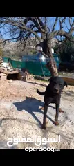  9 كلب بيت بول ذكر للبيع يوجد انثه  مطيعه ....... كلب ذكر روت ويلر