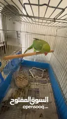  1 ببغاء دراره