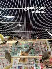  4 Finches breeding pairs