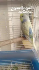  7 Ready to egg adult Budgies