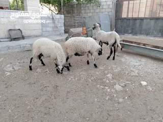  7 خرفان أضاحي قبرصي للبيع