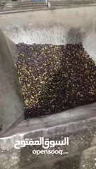  3 زيت زيتون من جبال جنين