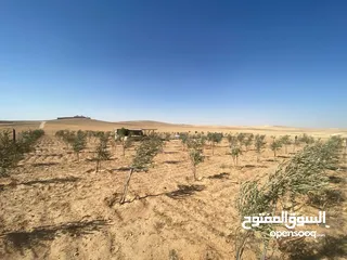  30 مزرعه زيتون