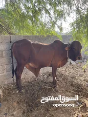  1 للبيع ثور صومالي