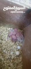  13 طيور روز وفشر وحب القراء الوصف تفاصيل اسعار حرق⁦ zzzzzzzzzzzzzzzzxxxxxxxxxxhbbbnnnbbbbbbbbbbbbbbbbbb