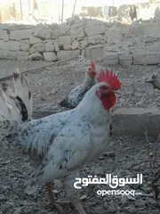  2 ديوك للبيع بلدي