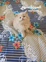  3 Male and Female Pure Persian Kitten