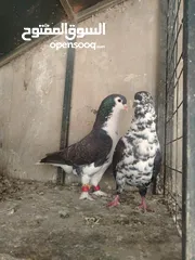  12 جواز و حبات