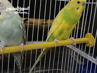  2 طيور حب بادجي