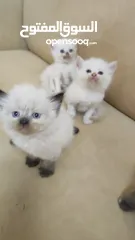  3 قطط هملايا بيور