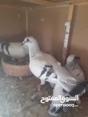  9 تشكيله حلوه طيوىر مقنوة الله يبارك لصاحب النصيب