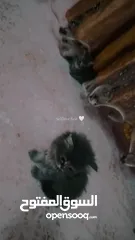  4 قطط سكوتش ستريت مكس شنشيلا