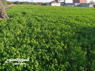  4 أرض زراعيه 4 قراريط ونصف بموقع هادئ ومميز بالعقده بعد منيا القمح