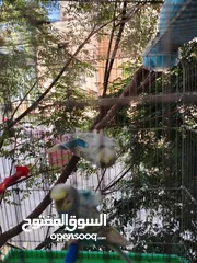  6 طيور حب و روز و فيشر
