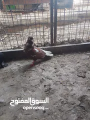  12 متاح جوز ماشاءالله موجودات طبربور