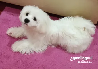  2 كلاب ماليتز بيور للبيع عالسوم جدة