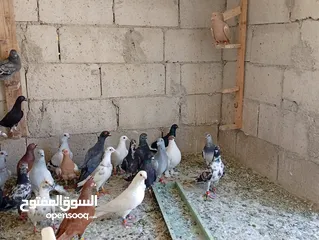  6 حمام للبيع الوان كش  طيور حمام