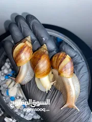  11 حلزون افريقي