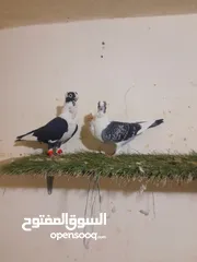  3 جوز اسطنبولي