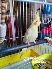  1 كوكتيل لاتينو عين حمرا للبيع او البدل على درة الرجاء قراءة الوصف