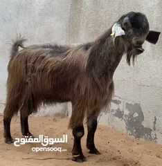  1 تيس شامي بيور goat -sheep