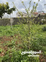  6 للبيع فيلا في اربد طابقين مع حديقه مشجره