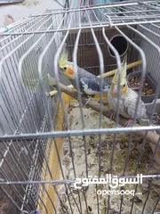  4 يتوفر خمس اجواز حب شغلات للبيع على 45 دينار وجوز كوكتيل شغلات للبيع على 35 دينار