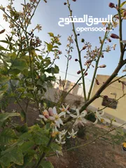  8 منزل للبيع