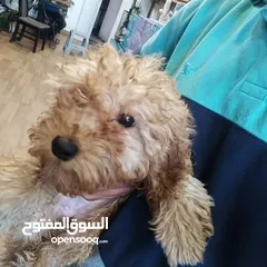  2 بودل ......
