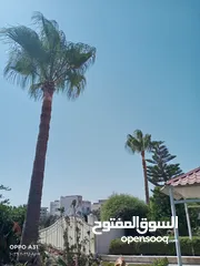  11 فني أشجار النخيل